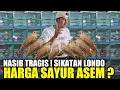 Download Lagu MAKIN GAWAT ! AWAL HANCURNYA SIKATAN LONDO ORI IMPORT AKHIRNYA SEMUA MAMPU BELI