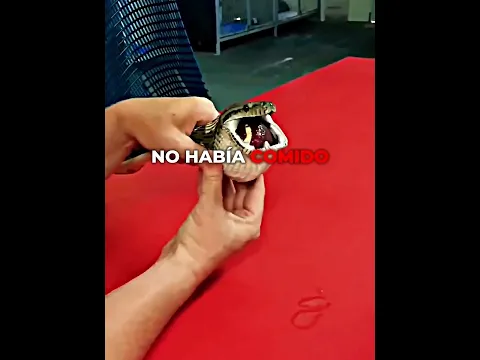 Una pitón con una pelota atascada 🐍