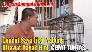 care for moulting cendet so it finishes quickly tips for care for moulting cendet so it moulte 