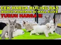 Download Lagu TURUN HARGA !!! Cek Harga Kucing Ras Di Mall Elite Jakarta