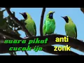 Download Lagu suara pikat cucak ijo anti zonk, ampuh buat mikat burung yang susah turun