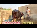 Download Lagu दुसरे बयातं की झोटी नीचे कटडी है 14 किलो दूध की शानदार झोटी है 2nd Timer Murrah Buffalo  Download Lagu दुसरे बयातं की झोटी नीचे कटडी है 14 किलो दूध की शानदार झोटी है 2nd Timer Murrah Buffalo