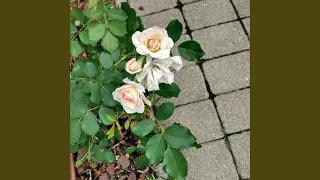 Не зная аз те срещам винаги ти 