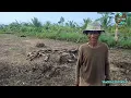 Download Lagu WAO SEMAKIN LUAS TANAMAN PAK NIRFANI PERSIAPAN BIKIN BEDENGAN TERUS 