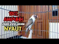 Download Lagu CUKUP SEKALI DENGAR LANGSUNG NYAUT, Suara Burung Lovebird Ngekek Panjang ini, Cepat Memancing BUNYI