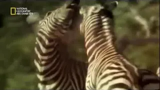 تزاوج الحمار الوحشي فلم وثائقي عن موسم التزاوج الحيوانات اشتراك معنا لكي يصلك الجديد 