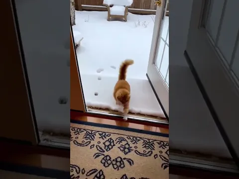 Cat Begs to Go Outside… Then Runs Back Inside When He Sees Snow ❄️😂