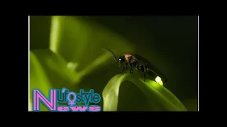 Study Flashing Fireflies Warn Bats Of Bad Taste