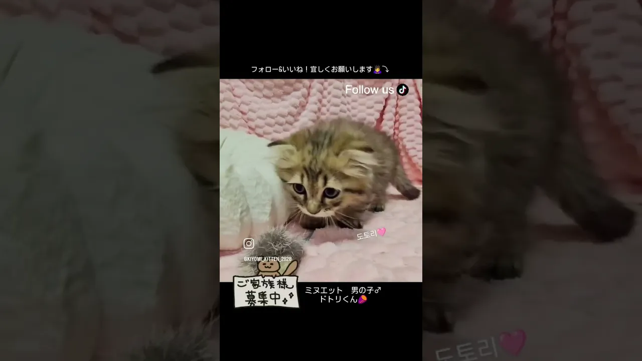 動画