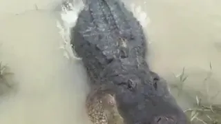 صوت التمساح 