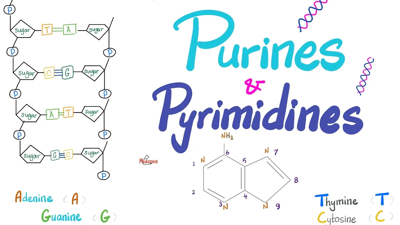 Purines, Pyrimidines, Nucleotides, Nucleosides, DNA, RNA, Denaturation & Annealing
