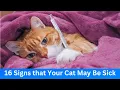 Download Lagu Sick cat || 16 Signs that your cat may be sick