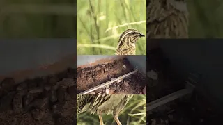 كيفية زيادة إنتاج بيض السمان إلى أقصى حد أسرار مكشوفة 