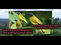 Download Lagu Suara Pikat Kutilang Sutra Ribut,Cap cap Kipas Paling Ampuh Untuk pikat@BgRinal12