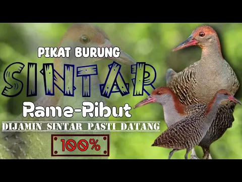 Download MP3 MP3 PIKAT BURUNG SINTAR RAME/RIBUT COCOK UNTUK PIKAT DAN NYANGGONG. DI JAMIN AMPUH