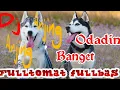 Download Lagu VIRAL TIKTOK - DJ ANJING ANJING BANGET REMIX FULL BASS TERBARU 2020 PENGEN MUTER DAN MUTER LAGI❤️
