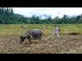 Life after prison - Cultivating abandoned fields using traditional methods in Vietnam