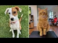 Your rescue pets Cheyenne and Tom