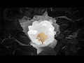 Download Lagu Without You [Acoustic Version]  ---  Avicii