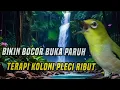 Download Lagu Terapi suara pleci koloni bikin bocor buka paruh jantan