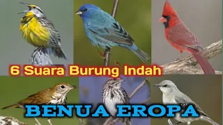 6 kicauan burung indah asal eropa mp3 