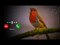 Download Lagu Bird Bgm Ringtones, Bird chirping, Instrumental ringtone, Bird Sound ringtones
