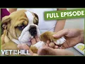 Adorable Puppy Suffers from Painful-Looking Eye Infection Full Episode