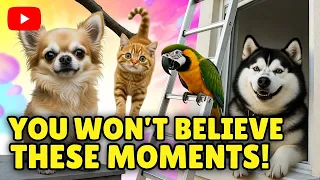 Epic Animal Bloopers That Broke the Internet