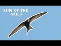 Download Lagu Common swift is a bird that sleeps, eats and drinks during its flight!