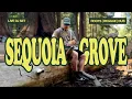 Download Lagu ROOTS #REGGAE DJ SET @ SEQUOIA GROVE 🌳 USA 🇺🇸 2025 | NATURE VIBES