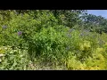 Enya - Orinoco Flow (Extended) 4K