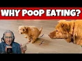 Dog Behaviorist Explains Why Dogs Eat Poop