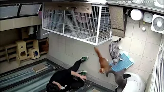 The cat s head is stuck in the automatic cat litter box caught on cctv camertra