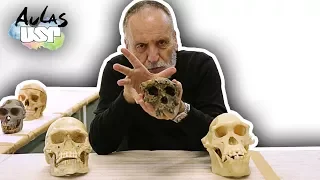 A Saga da Humanidade -- Aula 6 (Australophitecus afarensis)
