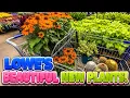 LOWE S Garden Center is FULL of Beautiful Plants