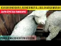 Download Lagu REVIEW HARGA KAMBING DOMBA MERINO DAN DOMBOS//BARANG BARU MERINO BATUR FULL BULU HARGA MURAH