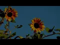 Little Dragon - Where You Belong [traducida al español]