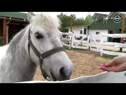 Szentes TV interjú 2017