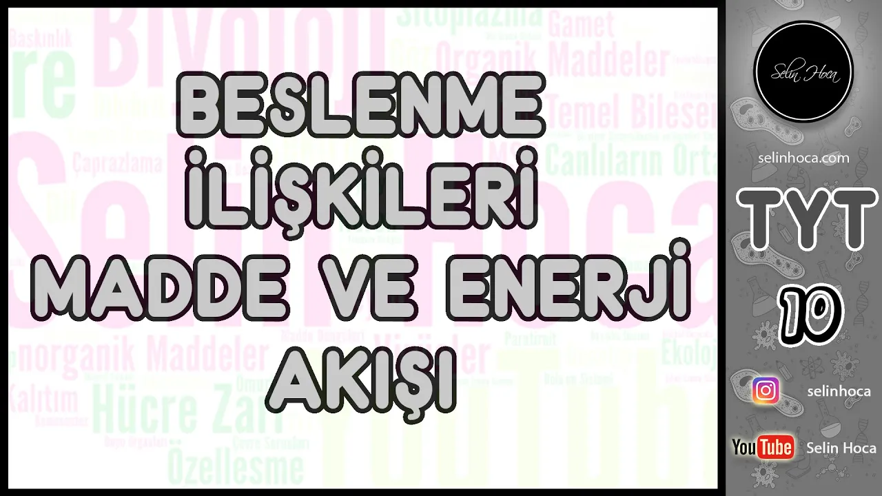 16) Beslenme İlişkileri - Madde ve Enerji Akışı