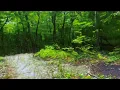 shrooms replication visual