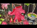 2025 For Oakleaf Hydrangea Ruby Slippers - February 4 2026