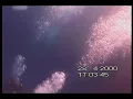 Fatal diving accident caught on tape: Yuri Lipski