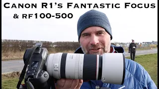The Canon R1's Fantastic Active Priority Focus Ability with the RF100-500