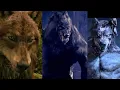 Download Lagu Van Helsing e Jacob Black e Shape-Shifters (AMV) without you