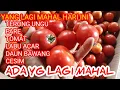 Lagu SIANG INI TOMAT LUAR BIASA MAHAL‼️PARE TERONG NAIK TERUS SAYURAN SEMUA MAHAl