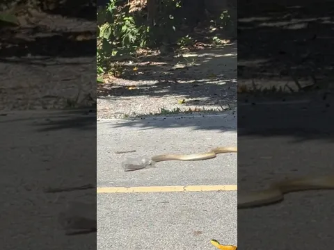 poor cobra