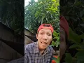 Download Lagu Wah ada kodok 🐸 #shortvideo #trendingshorts #fypシ゚viral