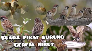 pikat gereja ampuh suara burung gereja ribut 