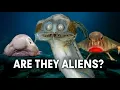 They look like aliens But they re real The weirdest fish in the sea