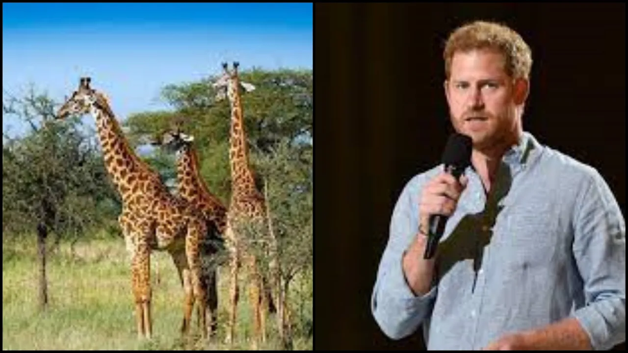 Just Chattin' - Harry & Meghan:  Defending Harry... Almost